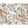 Muscle Specific Actin(MSA/953), Biotin conjugate, 0.1mg/mL