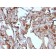 MUC18 / Mucin 18 / CD146(MUC18/1130), Biotin conjugate, 0.1mg/mL