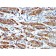 Myosin, Smooth Muscle Heavy Chain(MYH11/923 + SMMS-1), Biotin conjugate, 0.1mg/mL