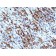 Myogenin(MGN185 + F5D), Biotin conjugate, 0.1mg/mL
