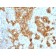 Biotium BNCB1243-500, CD11c (Dendritic Cell Marker) ( ITGAX/1243) , Biotin conjugate, 0.1mg/mL