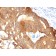 Cytokeratin 8 (KRT8)(B22.1), Biotin conjugate, 0.1mg/mL