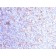 VEGI (Vascular Endothelial Growth Inhibitor) (VEGI/1283), Biotin conjugate, 0.1mg/mL