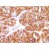 MART-1 / Melan-A / MLANA (Melanoma Marker) (MLANA/1409R), Biotin conjugate, 0.1mg/mL