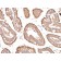 Villin (GI-Mucosal & Urogenital Brush Border Marker)(VIL1/1314 + VIL1/2376), Biotin conjugate, 0.1mg/mL