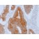 Biotium BNCB1592-500, Aurora B (Proliferation Marker)(AURKB/1592), Biotin conjugate, 0.1mg/mL