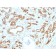 Biotium BNCB1593-100, Aurora B (Proliferation Marker) (AURKB/1593), Biotin conjugate, 0.1mg/mL