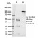 Biotium BNCB1594-100, CD22 / BL-CAM (B-Cell Marker)(RFB4), Biotin conjugate, 0.1mg/mL