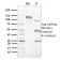 Biotium BNCB1603-100, CD1c(CD1C/1603), Biotin conjugate, 0.1mg/mL