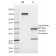 Biotium BNCB1620-100, CD10 (Membrane Metalloendopeptidase)(MME/1620), Biotin conjugate, 0.1mg/mL