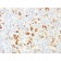 Biotium BNCB1649-500, CD15 / FUT4 (Reed-Sternberg Cell Marker)(), Biotin conjugate, 0.1mg/mL