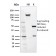 Biotium BNCB1654-100, CD36 (Platelet & Microvessel Marker)(GPIIIb/1654), Biotin conjugate, 0.1mg/mL