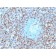 Biotium BNCB1671-500, Annexin A1 / (Hairy Cell Leukemia Marker)(ANXA1/1671), Biotin conjugate, 0.1mg/mL