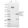 Biotium BNCB1672-100, Annexin A1 / (Hairy Cell Leukemia Marker)(ANXA1/1672), Biotin conjugate, 0.1mg/mL