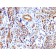 Biotium BNCB1675-100, Caldesmon, HMW (h-Caldesmon) (Smooth Muscle Marker)(), Biotin conjugate, 0.1mg/mL