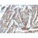 Biotium BNCB1685-500, Calponin-1 (Smooth Muscle Marker)(), Biotin conjugate, 0.1mg/mL