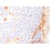 VEGF (Vascular Endothelial Growth Factor)(VG1), Biotin conjugate, 0.1mg/mL