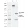 VEGF (Vascular Endothelial Growth Factor)(VG76e), Biotin conjugate, 0.1mg/mL