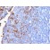 Human IgG (Immunoglobulin Gamma Heavy Chain) (B-Cell Marker) (IG1707R), Biotin conjugate, 0.1mg/mL