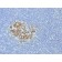 Biotium BNCB1718-500, Bcl-6 (Follicular Lymphoma Marker) (BCL6/1718), Biotin conjugate, 0.1mg/mL