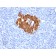 Insulin / IRDN (beta-Cell & Insulinoma Marker)(K36aC10), Biotin conjugate, 0.1mg/mL