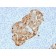 Chromogranin A / CHGA (Neuroendocrine Marker) (CHGA/1731R), Biotin conjugate, 0.1mg/mL