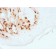 MART-1 / Melan-A / MLANA (Melanoma Marker) (MLANA/1761R), Biotin conjugate, 0.1mg/mL