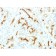 CFTR (Cystic Fibrosis Transmembrane Conductance Regulator) (CFTR/1775R), Biotin conjugate, 0.1mg/mL