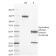 Biotium BNCB1802-500, CD40 / TNFRSF5 / CD40L-Receptor(T8P2G4*A6), Biotin conjugate, 0.1mg/mL