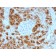 GP2 (Glycoprotein 2) / ZAP75 (GP2/1805), Biotin conjugate, 0.1mg/mL