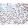 Biotium BNCB1807-100, CD34 (Hematopoietic Stem Cell & Endothelial Marker)(N/A), Biotin conjugate, 0.1mg/mL