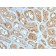 MTAP (Tumor Suppressor Marker) (MTAP/1813), Biotin conjugate, 0.1mg/mL