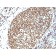 Histone H1 (Pan Nuclear Marker)(N/A), Biotin conjugate, 0.1mg/mL