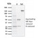 Langerin / CD207 (Marker of Langerhans Cells)(LGRN/1821), Biotin conjugate, 0.1mg/mL