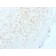 Biotium BNCB1845-100, Aurora B (Proliferation Marker)(AURKB/1845), Biotin conjugate, 0.1mg/mL