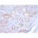 TTF-1 / NKX2.1 (Thyroid & Lung Epithelial Marker) (rNX2.1/690), Biotin conjugate, 0.1mg/mL