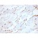 TTF-1 / NKX2.1 (Thyroid & Lung Epithelial Marker) (NX2.1/1855R), Biotin conjugate, 0.1mg/mL