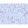 Biotium BNCB1858-100, CD43 (T-Cell Marker) (rSPN/1094), Biotin conjugate, 0.1mg/mL