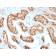 Biotium BNCB1870-500, CD10 (Membrane Metalloendopeptidase) (MME/1870), Biotin conjugate, 0.1mg/mL
