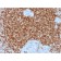 Biotium BNCB1878-100, Bcl-2 (Apoptosis & Follicular Lymphoma Marker) (BCL2/1878R), Biotin conjugate, 0.1mg/mL