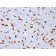 Biotium BNCB1909-100, AIF1 / Iba1 (Microglia Marker) (AIF1/1909), Biotin conjugate, 0.1mg/mL