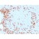 Biotium BNCB1931-100, CD3e (T-Cell Marker) (C3e/1931), Biotin conjugate, 0.1mg/mL