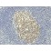 Biotium BNCB1951-100, Bcl-6 (Follicular Lymphoma Marker) (BCL6/1951R), Biotin conjugate, 0.1mg/mL