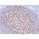 Biotium BNCB1953-100, CD21 (Mature B-Cell & Follicular Dendritic Cell Marker) (CR2/1953), Biotin conjugate, 0.1mg/mL