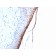 Filaggrin (Keratinocyte Differentiation Marker) (FLG/1957R), Biotin conjugate, 0.1mg/mL