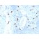 Tryptase (Mast Cell Marker) (TPSAB1/1961), Biotin conjugate, 0.1mg/mL
