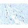 Tryptase (Mast Cell Marker)(TPSAB1/1963), Biotin conjugate, 0.1mg/mL