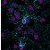 GFAP (Astrocyte & Neural Stem Cell Marker) (ASTRO/1974R), Biotin conjugate, 0.1mg/mL