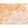 Biotium BNCB1976-100, CD27 (Tumor Necrosis Factor Receptor Superfamily 7) (rLPFS2/1611), Biotin conjugate, 0.1mg/mL