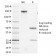 Biotium BNCB2013-500, CD3e, Mouse(145-2C11), Biotin conjugate, 0.1mg/mL